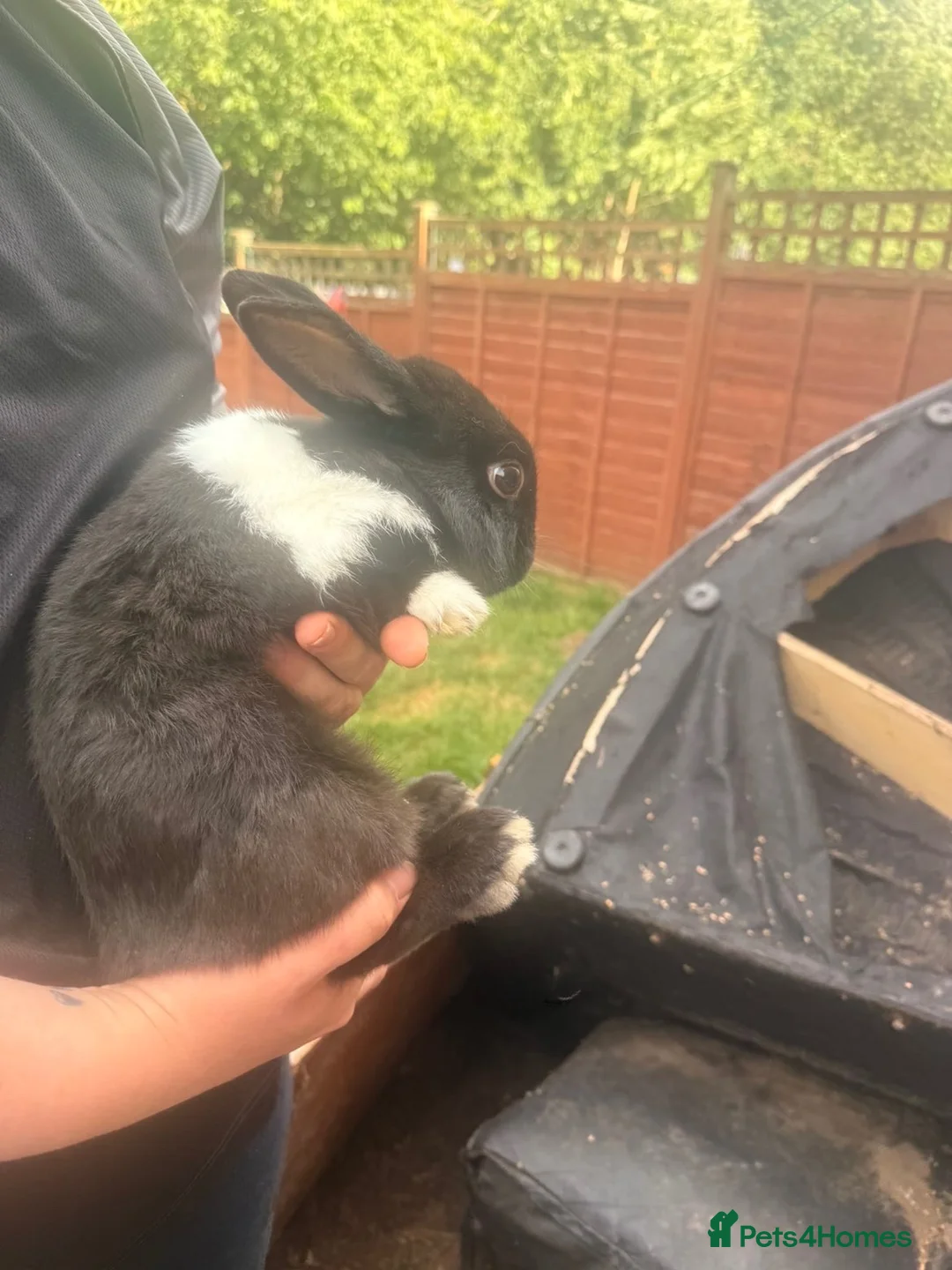 Dutch rabbits for sale: Dutch rabbits  in Selby - Advert 1