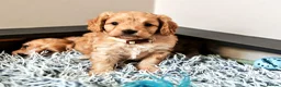 Cavapoo dogs for sale: Home breed cavapoo F1/ health tested parents - Advert 7