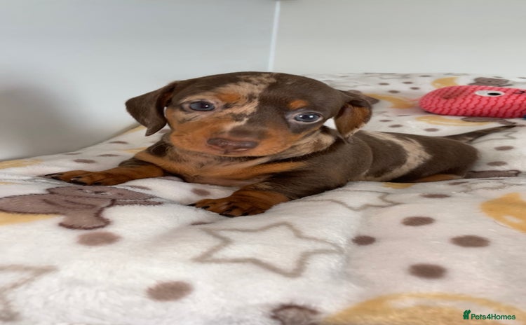 Miniature Dachshund dogs - Advert 2