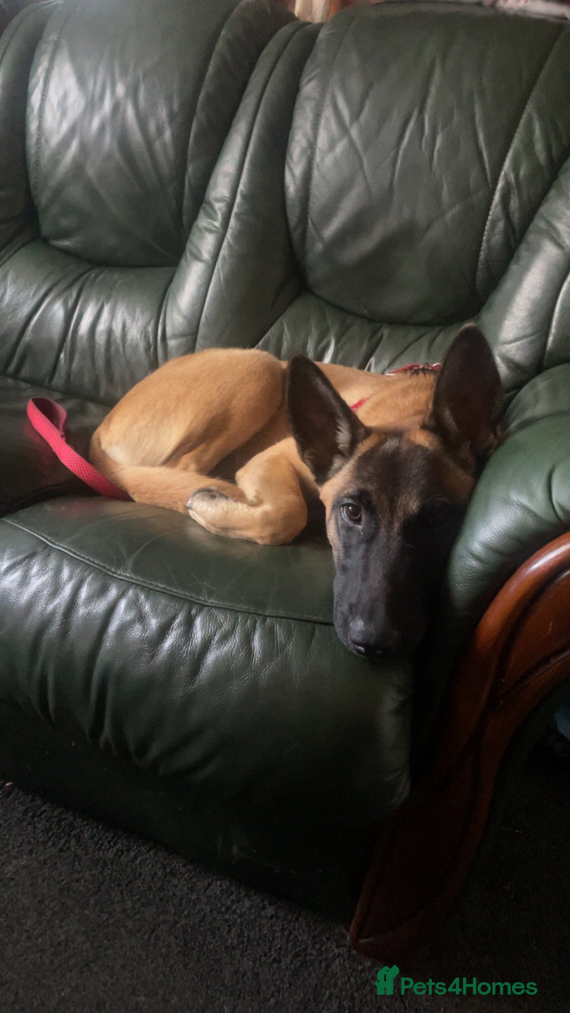 Belgian Shepherd Dog dogs Zaria  - Advert 2