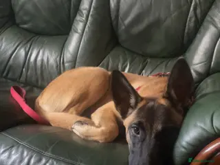 Belgian Shepherd Dog dogs Zaria - Advert 2