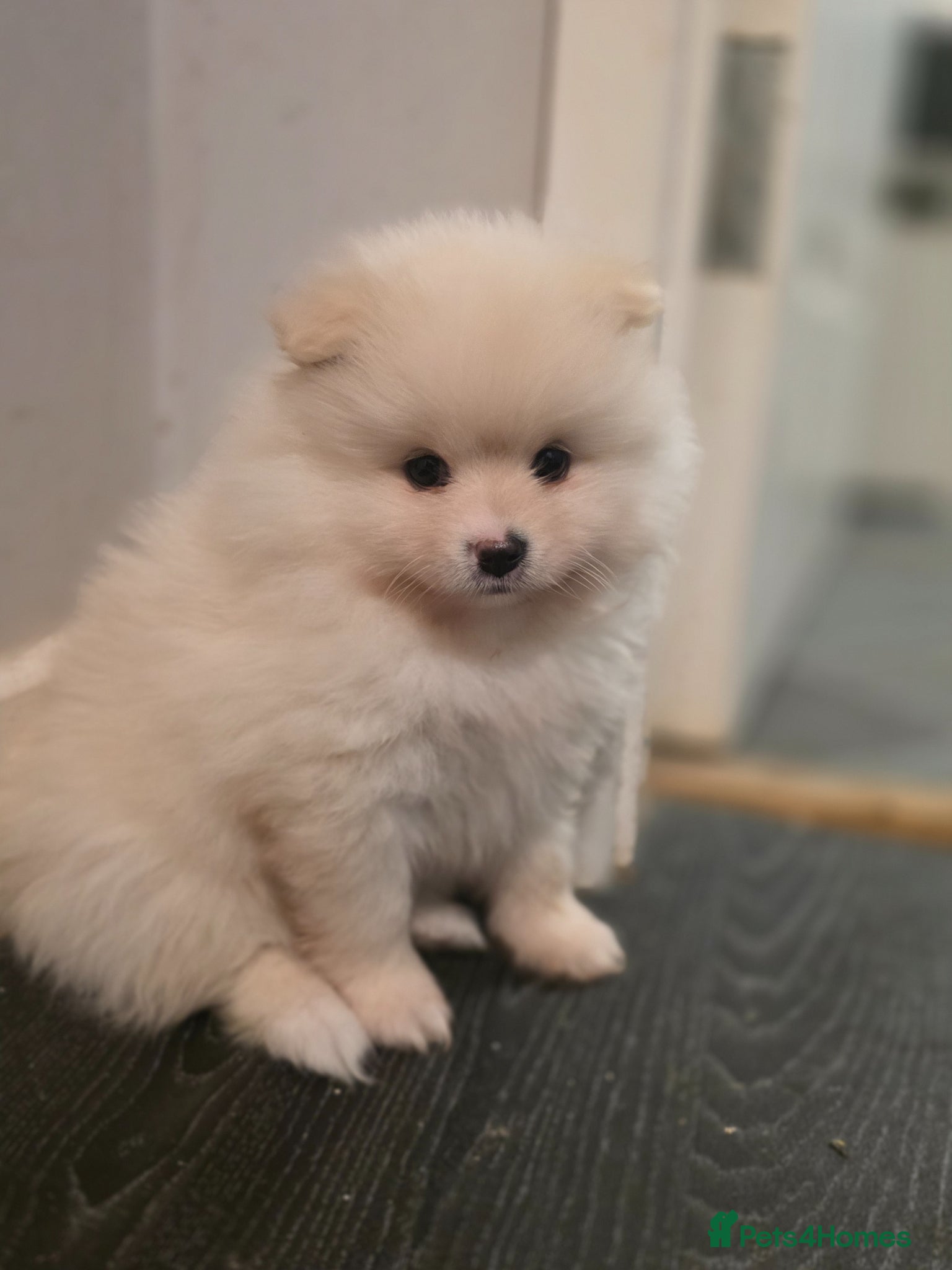 Pomeranian dogs 3 Girs super tiny - Advert 5