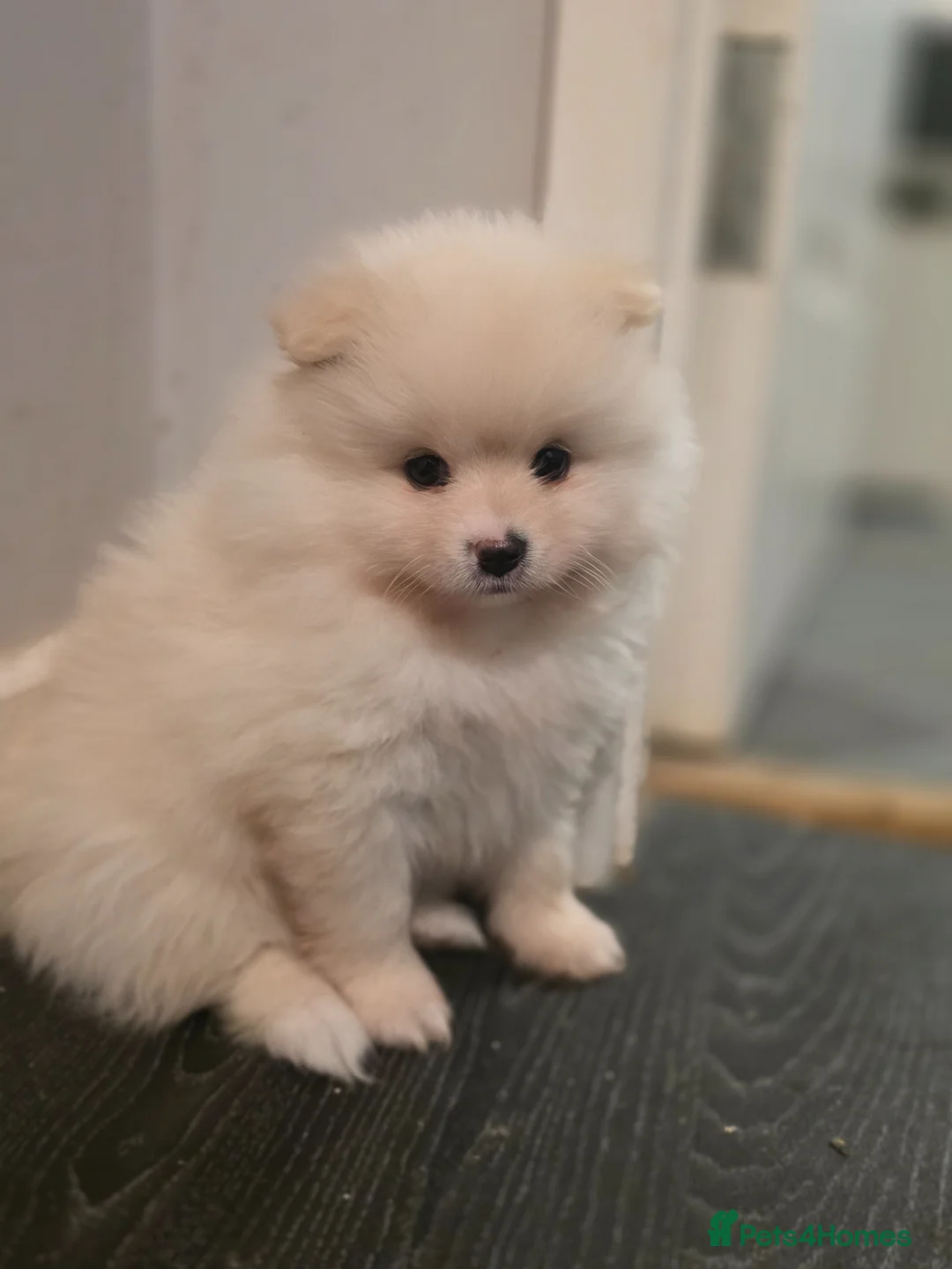 Pomeranian dogs for sale: Last girl!smalest one! - Advert 2