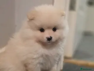 Pomeranian dogs 3 Girs super tiny - Advert 6