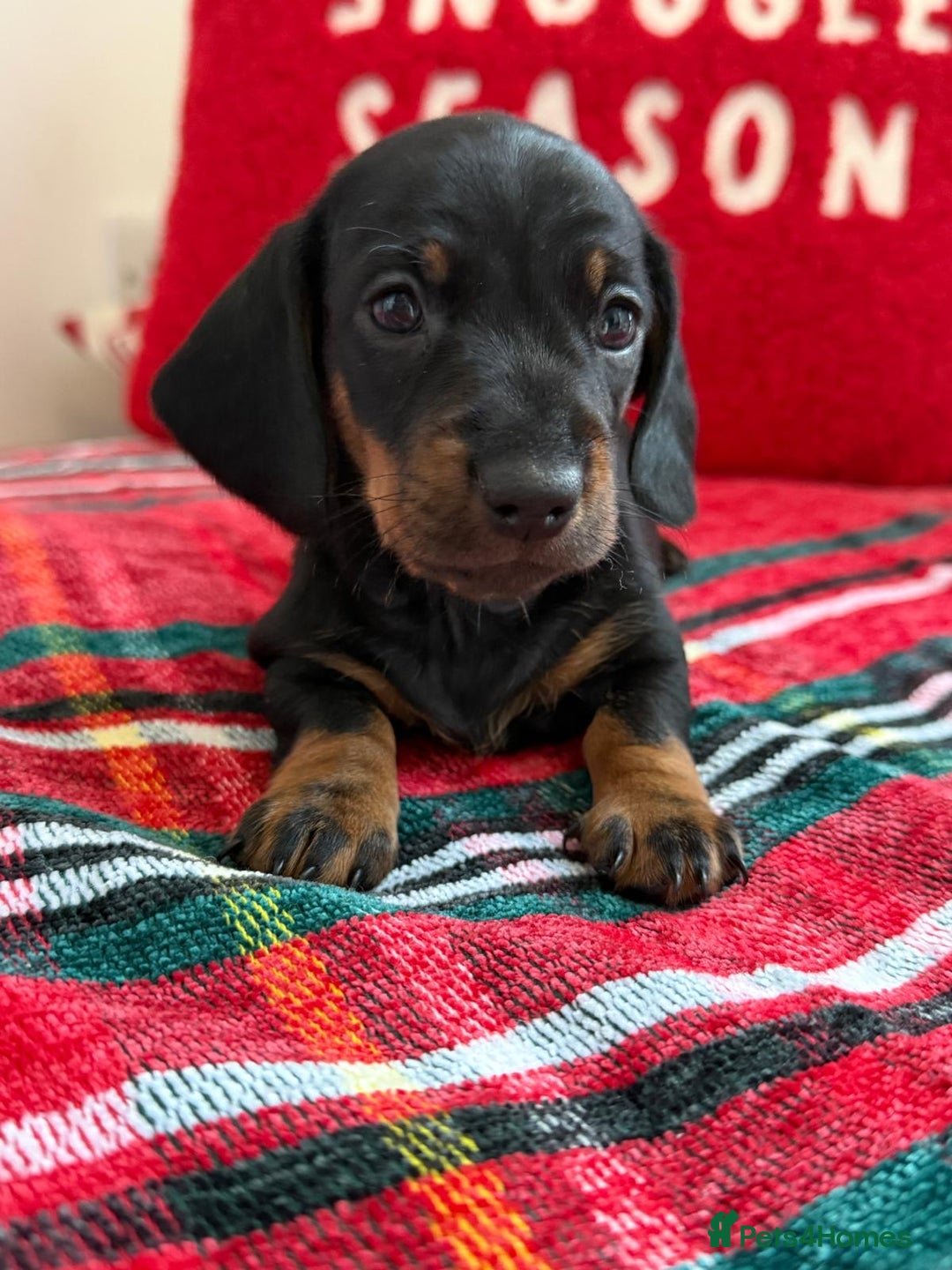 Miniature Dachshund dogs for sale: 🌸Stunning minature smooth haired dachshund🌸 - Advert 1