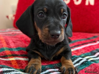 Miniature Dachshund dogs 🌸Stunning minature smooth haired dachshund🌸 - Advert 5