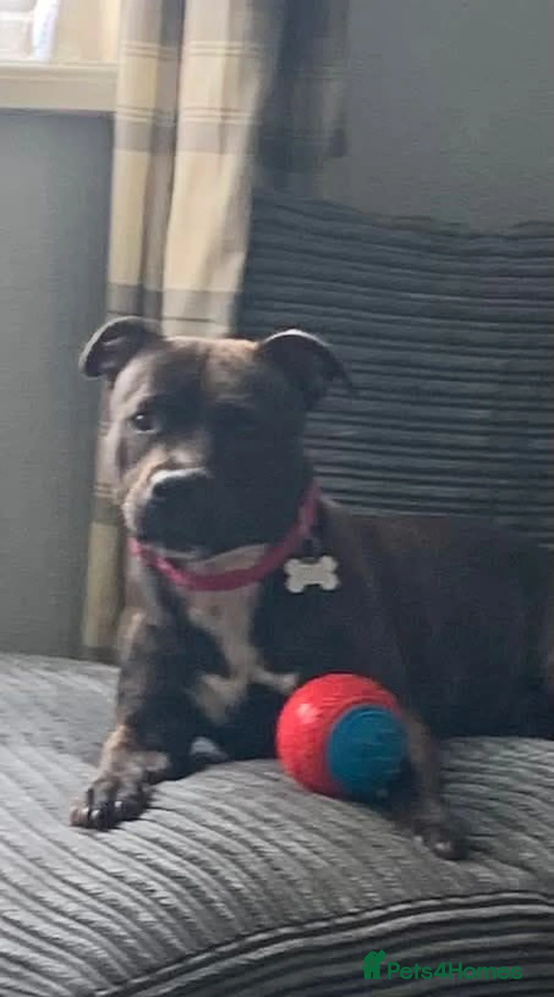 Staffordshire Bull Terrier dogs for sale: Brindle Staffordshire bull terrier.  - Advert 3