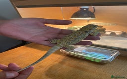 Bearded Dragon reptiles for sale: Bearded dragons  - Image 9