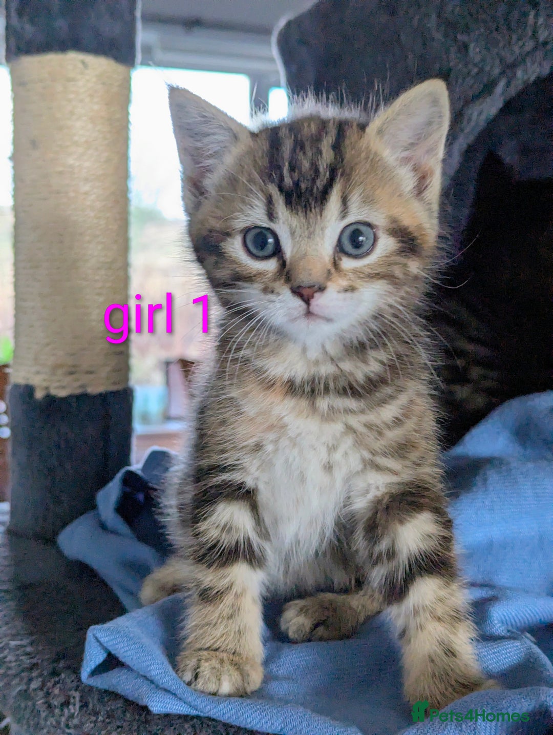 Mixed Breed cats for sale: Gorgeous kittens for sale £250 males £300 females - Advert 38