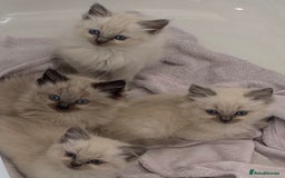 Ragdoll cats for sale: Ragdoll kittens  - Image 2