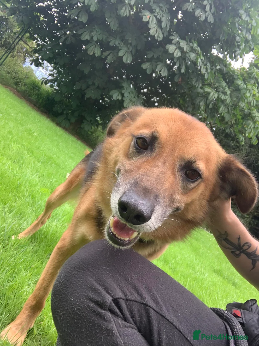 Mixed Breed dogs for adoption: Meet Star, currently residing in Cheshire  in Nantwich - Advert 12