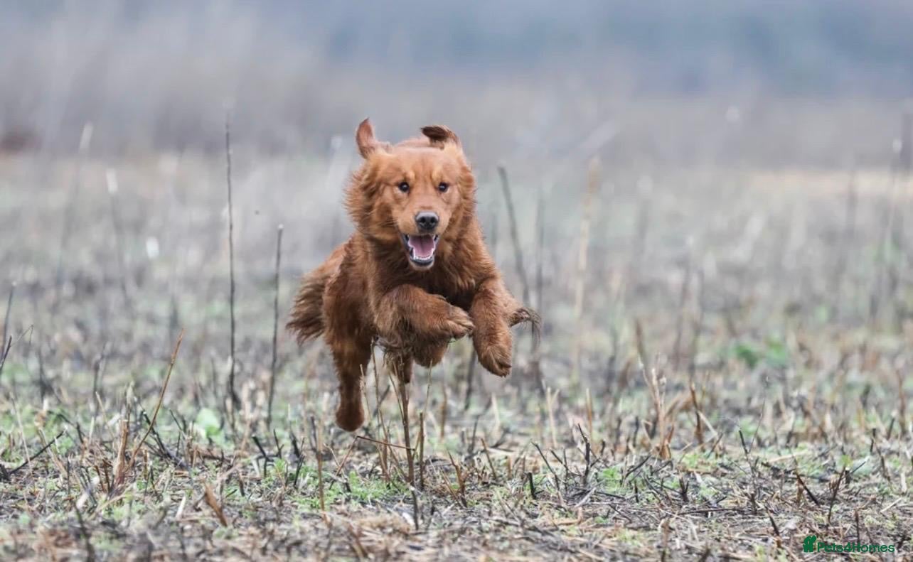 Golden Retriever dogs 0/0 H&E Exceptional Working GR Male – Diesel -  - Advert 2