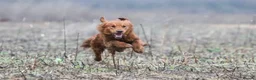 Golden Retriever dogs for sale: 0/0 H&E Exceptional Working GR Male – Diesel -  - Advert 2
