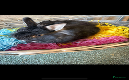 Mixed Breed rabbits for sale: Lion/lops  - Image 2
