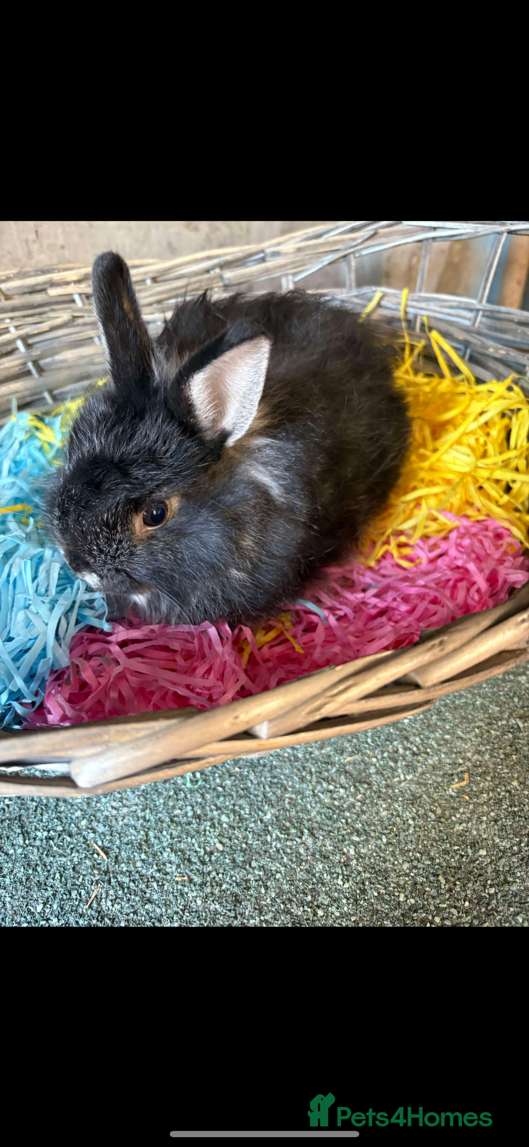 Mixed Breed rabbits for sale: Lion/lops  - Image 2