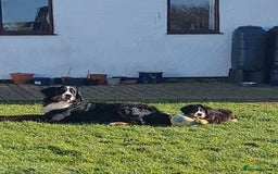 Bernese Mountain Dog dogs for stud: Proven KC registered Bernese Mountain Dog for Stud - Image 4