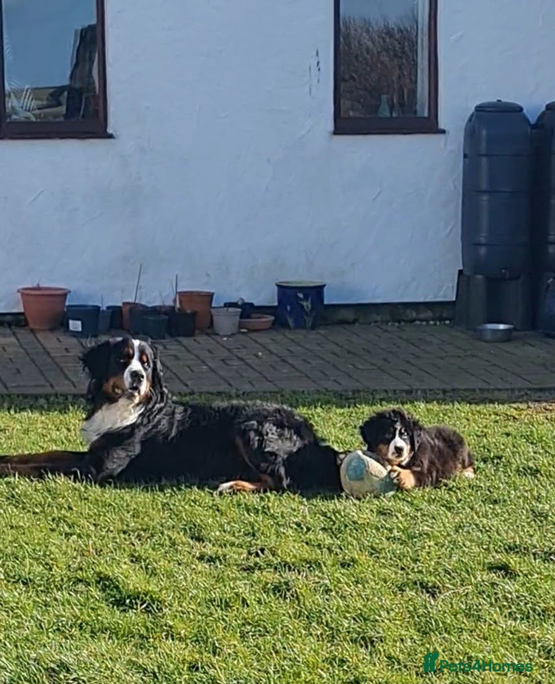 Bernese Mountain Dog dogs for stud: Proven KC registered Bernese Mountain Dog for Stud - Image 4