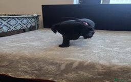 Goldador dogs for sale: Goldador x Labrottie Miniature Puppies for Sale - Advert 38