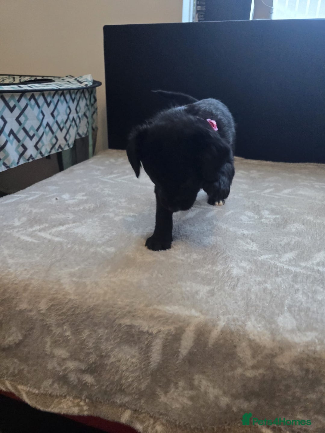 Goldador dogs for sale: Goldador x Labrottie Miniature Puppies for Sale - Advert 38