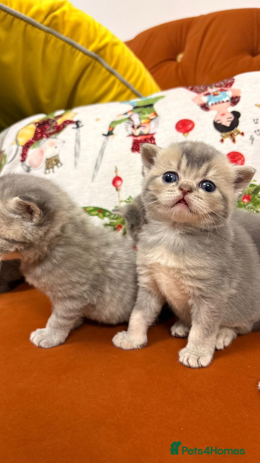 British Shorthair cats for sale: British shorthairs and Scottish straights - Advert 26
