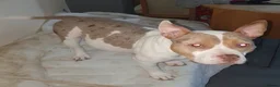 American Bully dogs for sale: 2 female pocket bully’s for rehoming - Advert 5