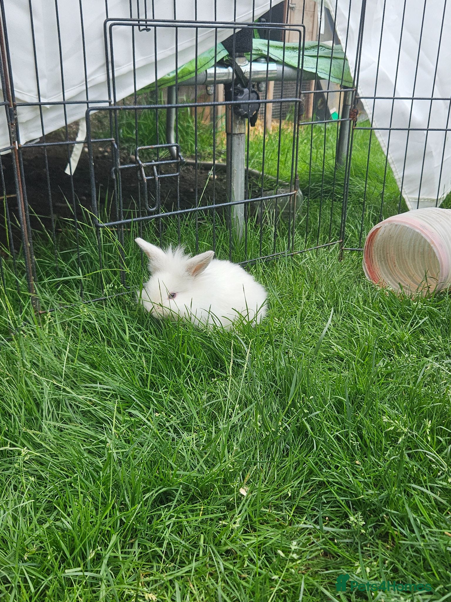 Mixed Breed rabbits Mixed breed lops for sale. Ready Monday  - Advert 1