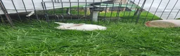 Mixed Breed rabbits for sale: Mixed breed lops for sale. Ready Monday  in Mansfield - Advert 1