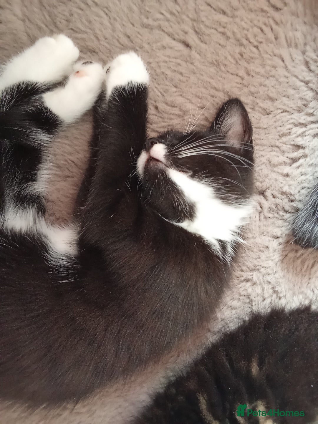 Mixed Breed cats for sale: Kittens ready now  - Image 4