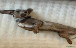 Miniature Dachshund dogs for stud: Handsome Isabella dapple available for stud  - Advert 4