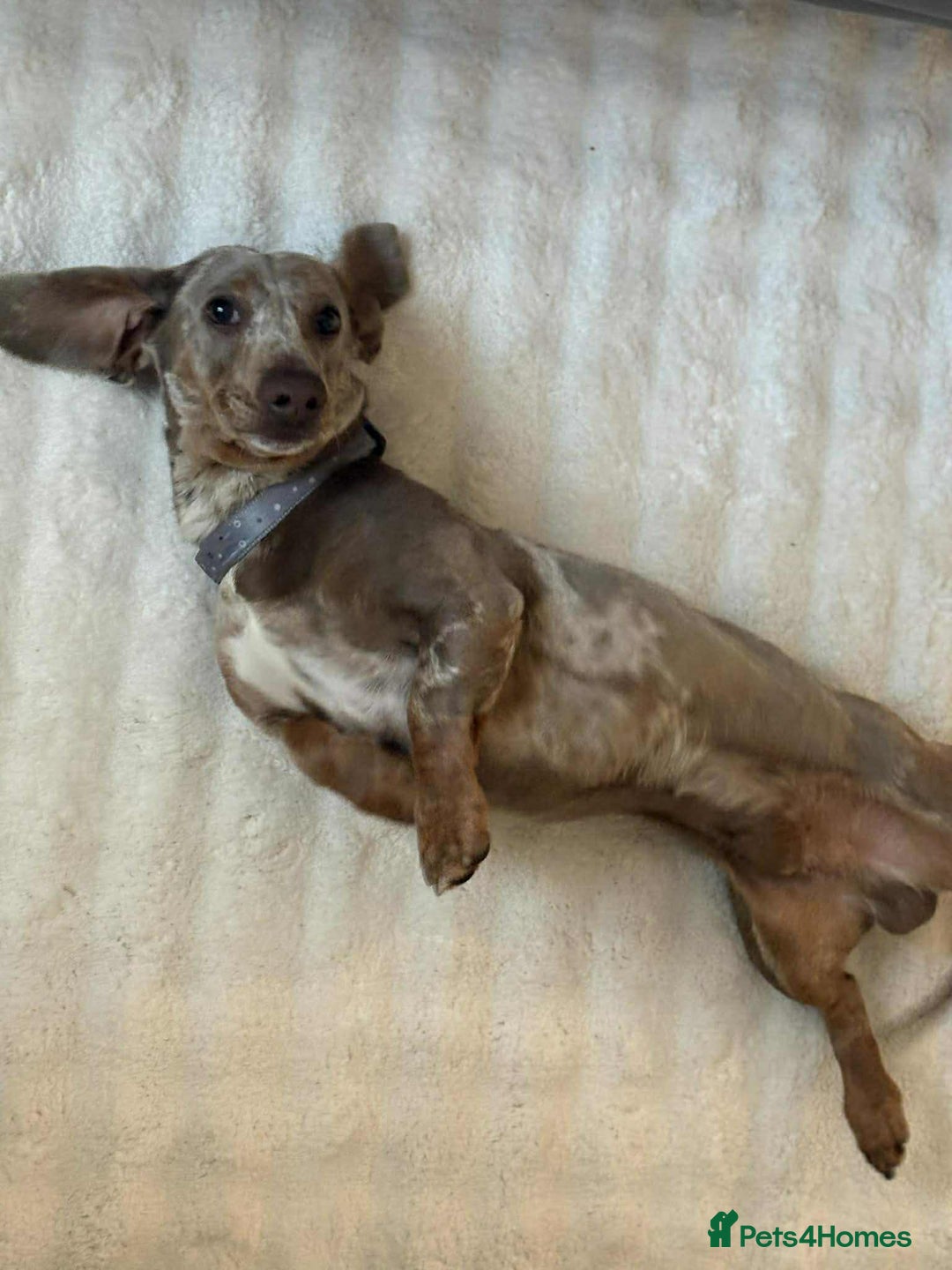 Miniature Dachshund dogs for stud: Handsome Isabella dapple available for stud  - Advert 4