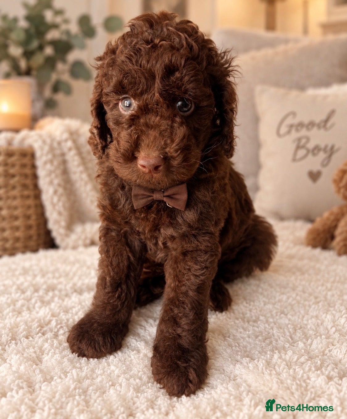 Miniature Poodle dogs 🤎 BEAUTIFUL CHOCOLATE MINIATURE POODLE BOYS 🤎 - Advert 5