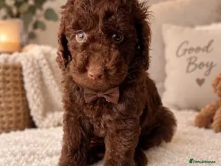 Miniature Poodle dogs 🤎 BEAUTIFUL CHOCOLATE MINIATURE POODLE BOYS 🤎 - Advert 5