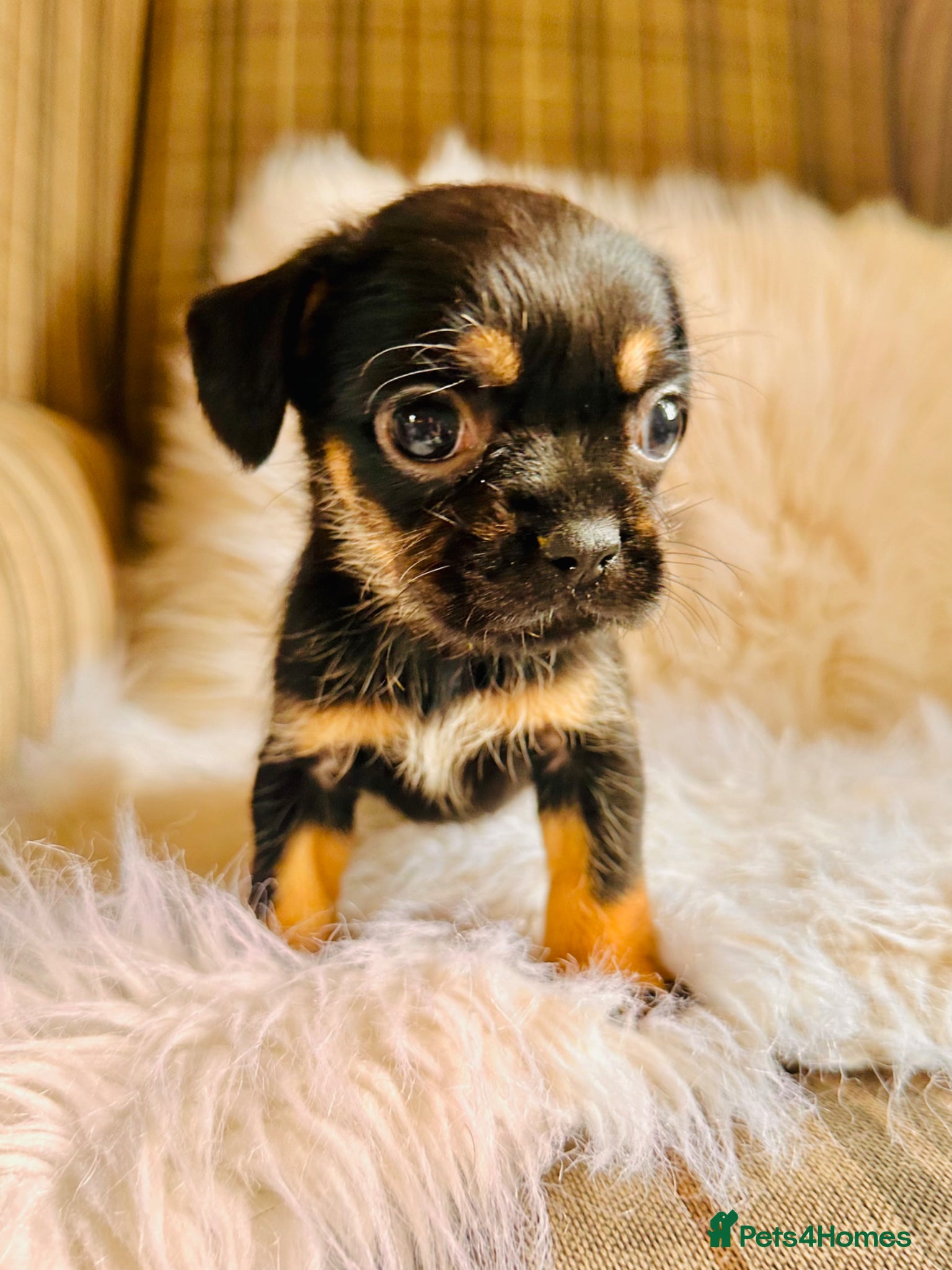 Mixed Breed dogs for sale: Shih Tzu x Frenchie pups - Advert 30
