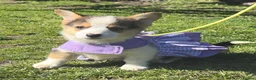 Welsh Corgi Pembroke dogs for sale: Pembrokeshire corgi. 1 girl left!Fully vaccinated! - Advert 1