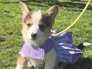 Welsh Corgi Pembroke dogs for sale: Pembrokeshire corgi. 1 girl left!Fully vaccinated! - Advert 1