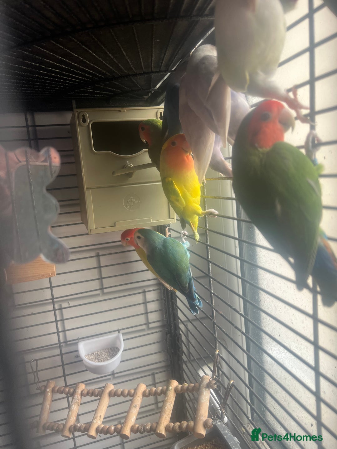 Lovebirds birds for sale: Beautiful lovebirds - Image 9