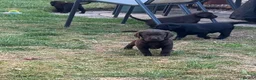 Labrador Retriever dogs for sale: Royal Kennel club registered puppies - Advert 9
