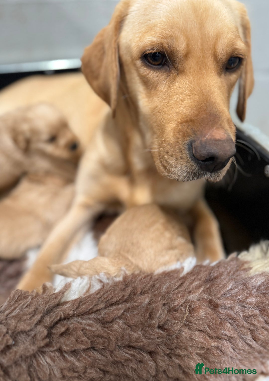 Labradoodle dogs for sale: Beautiful Miniature F1 Labradoodles - Advert 5
