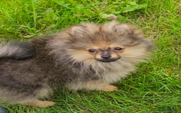 Pomeranian dogs for sale: READY NOW FULLY VACCINATED KC POMERANIAN PUPPY - Image 3