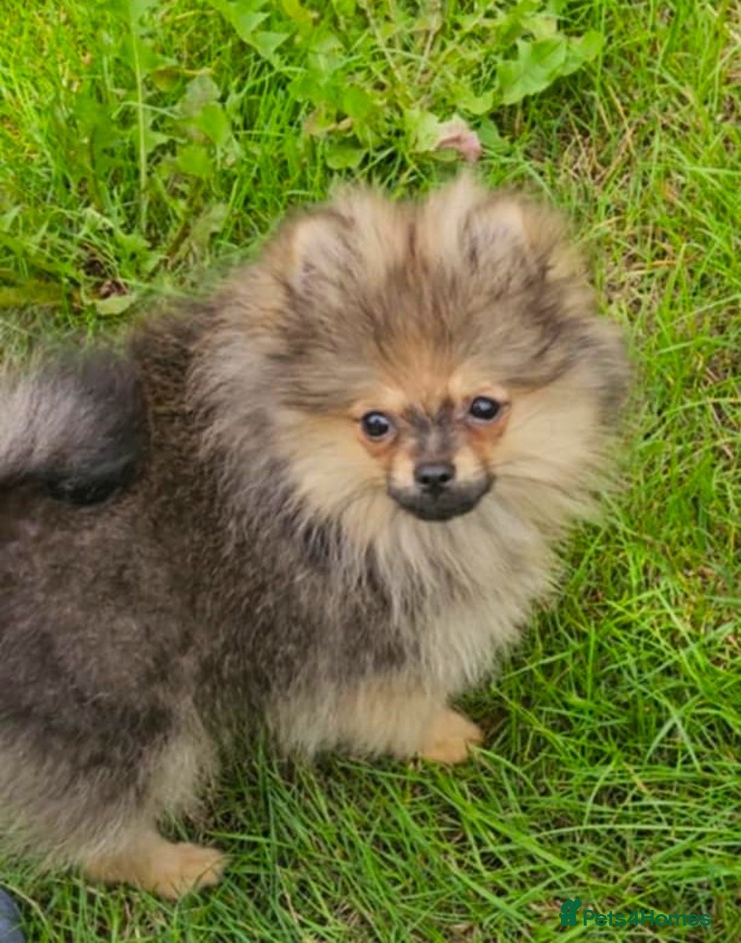 Pomeranian dogs for sale: READY NOW FULLY VACCINATED KC POMERANIAN PUPPY - Image 3