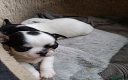 Chihuahua dogs for sale: KC Chihuahua puppies  - Image 15