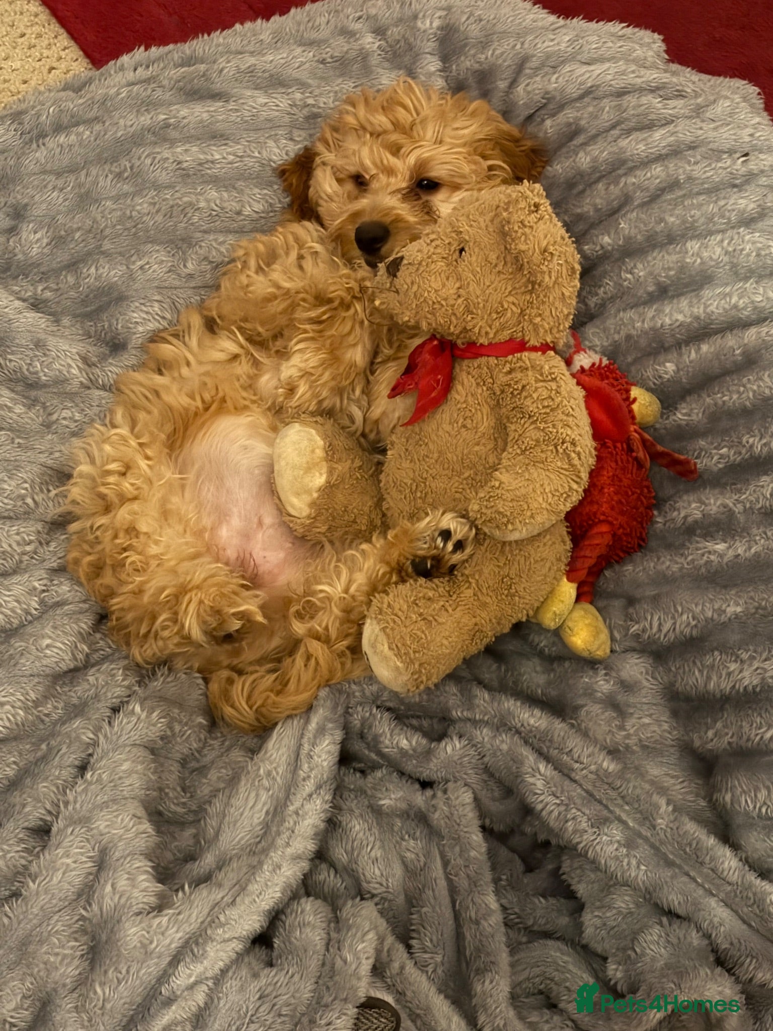 Cavapoo dogs Gorgeous Cavapoo Looking for Her Forever Home 🐾❤️ - Advert 1