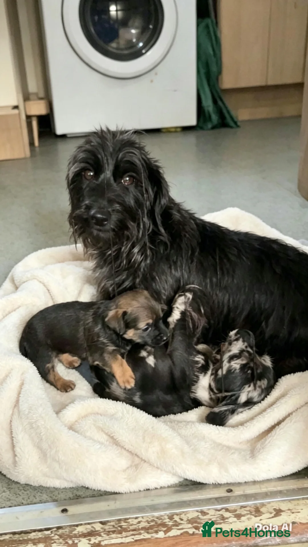 Mixed Breed dogs for sale: 🐾Mixed breed pups🐾 - Advert 8