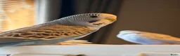 Budgerigars birds for sale: Beautiful Baby Budgies  - Advert 5