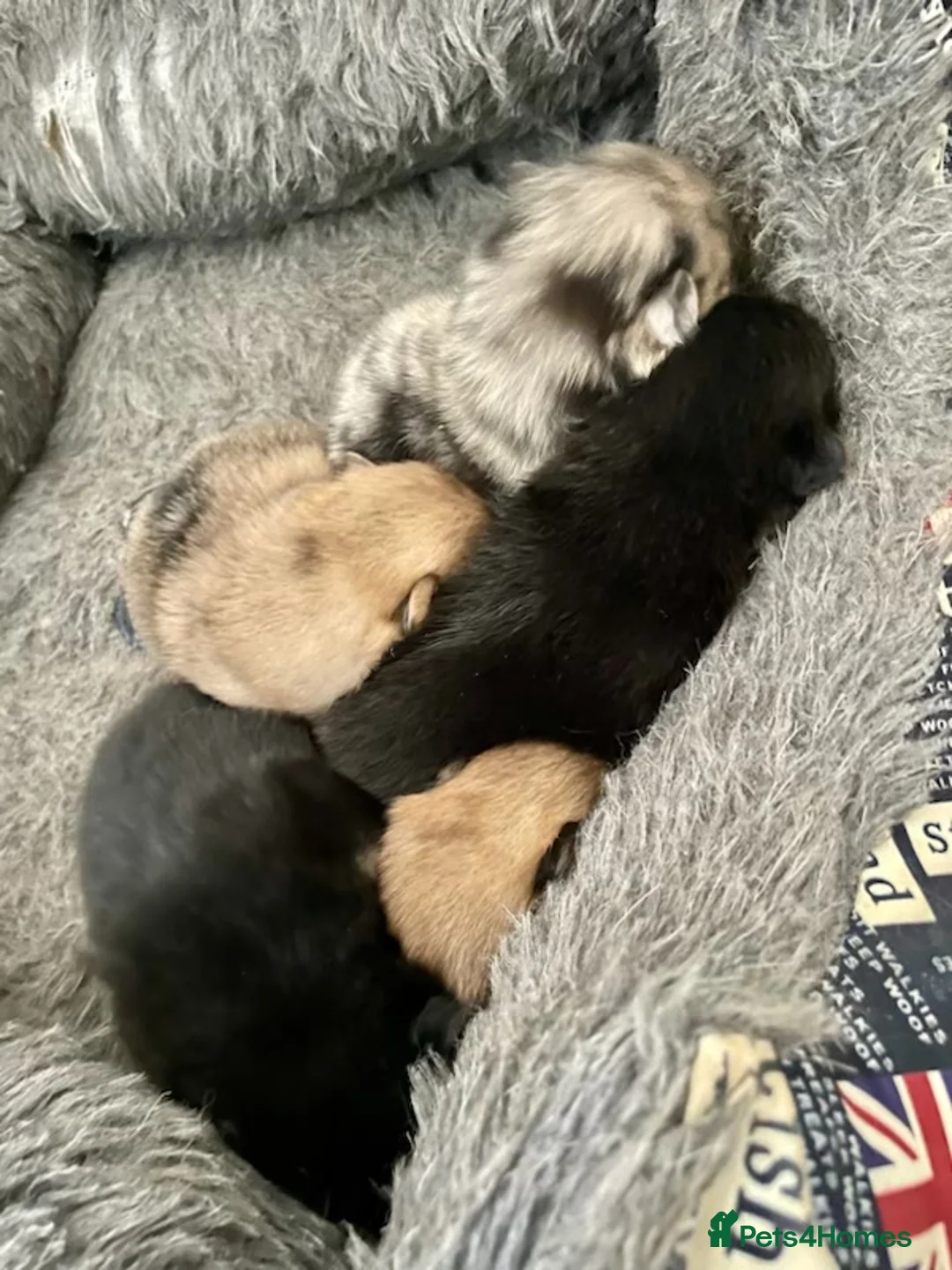 Pomeranian dogs for stud: Stunning Blue Merle Pomeranian Stud Available in Derby - Advert 12