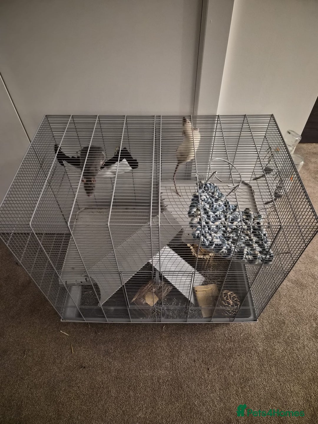 Rat rodents for sale: Fancy Rats for SALE - Advert 4