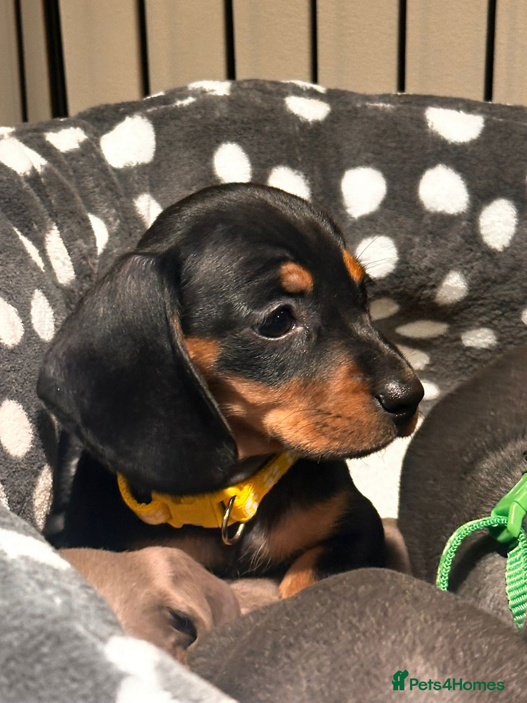 Miniature Dachshund dogs for sale: Beautiful Smooth Haired Dachshund Puppies - Advert 8