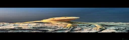 Bearded Dragon reptiles for sale: Bearded Dragon AND FULL SETUP - Advert 2