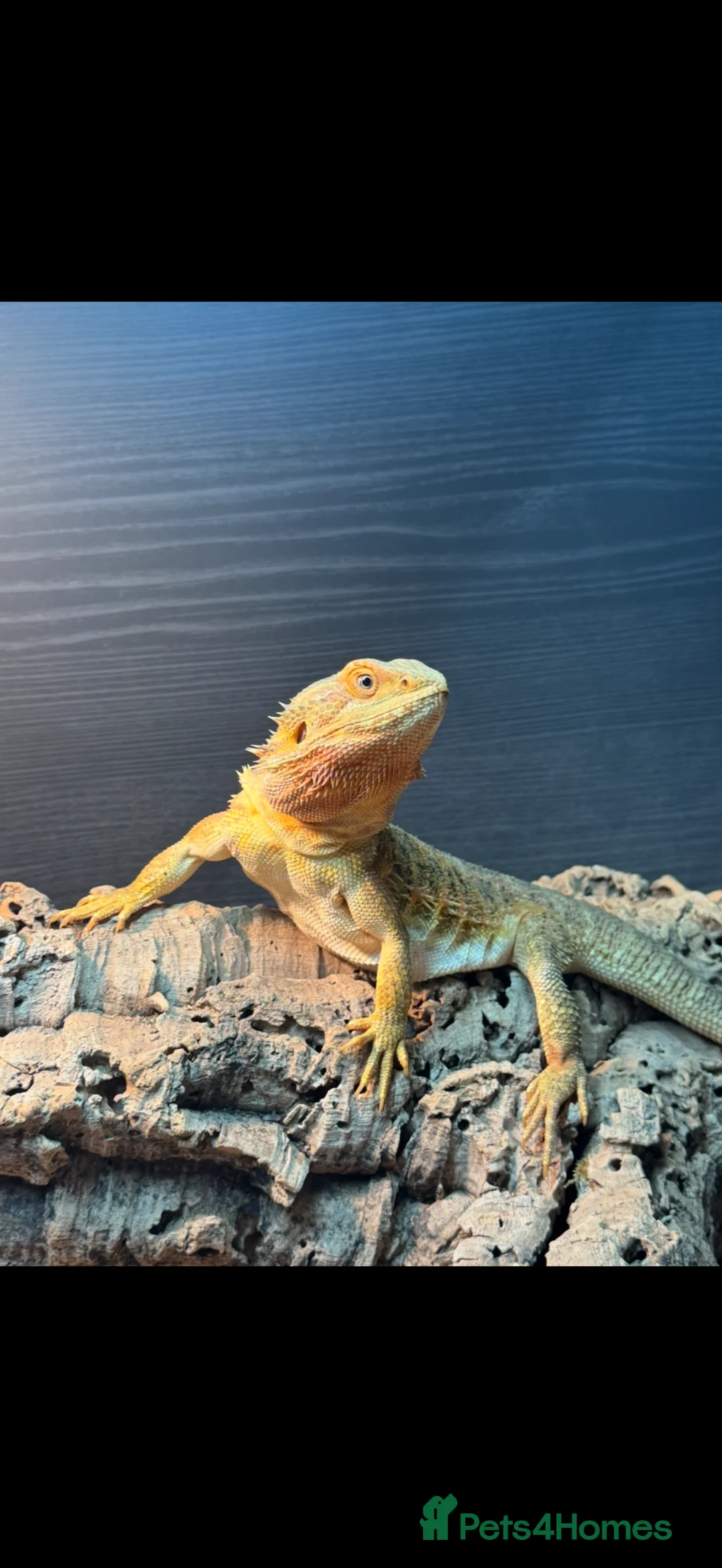 Bearded Dragon reptiles for sale: Bearded Dragon AND FULL SETUP - Advert 2