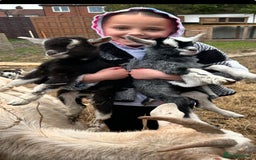 Goats livestock for sale: Pygmy X - Image 15